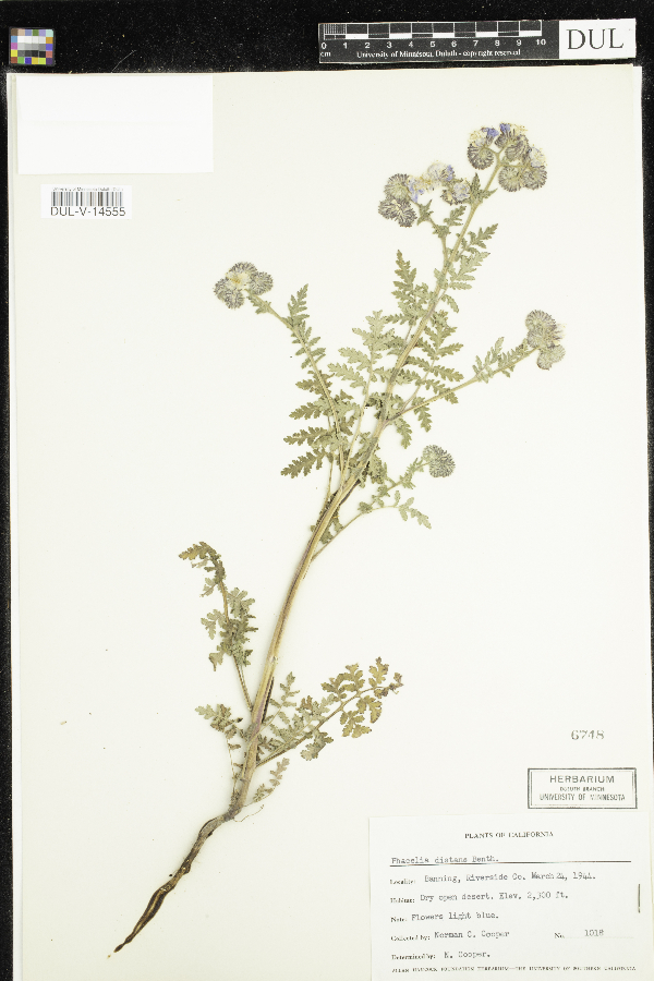 Phacelia image
