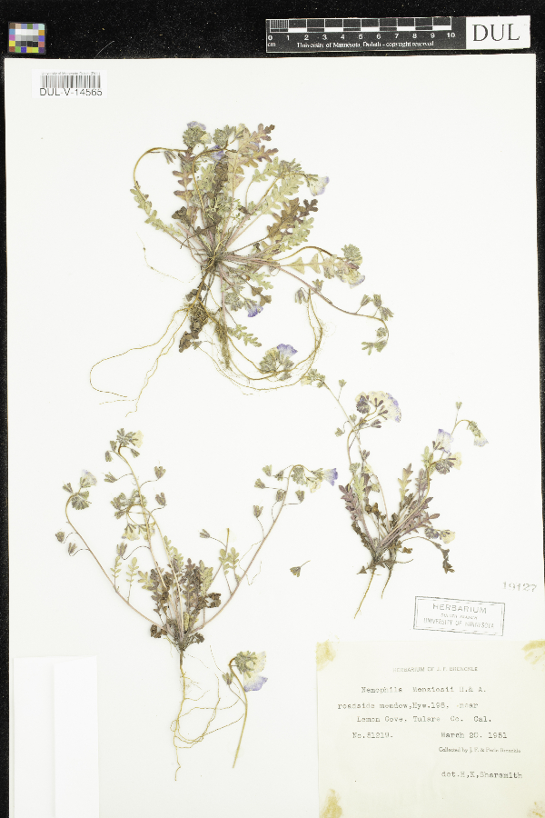 Nemophila menziesii image
