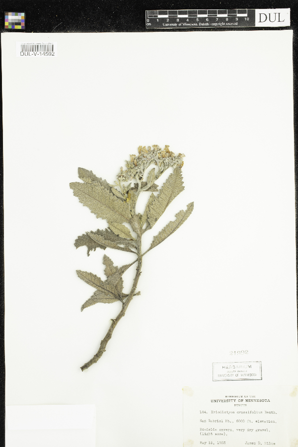 Eriodictyon crassifolium image