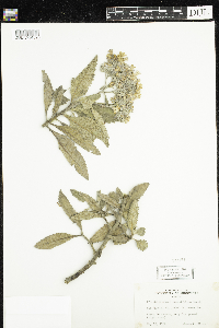 Eriodictyon crassifolium image