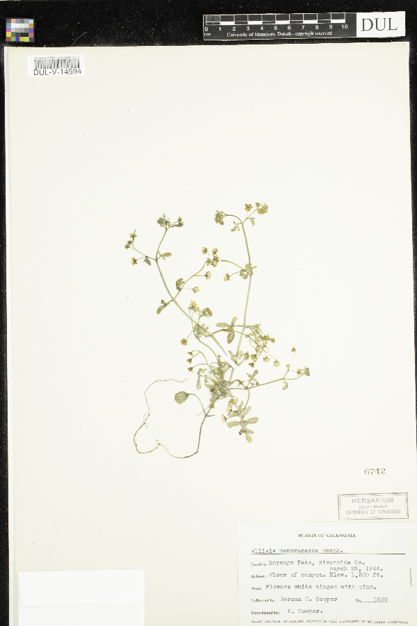 Ellisia membranacea image