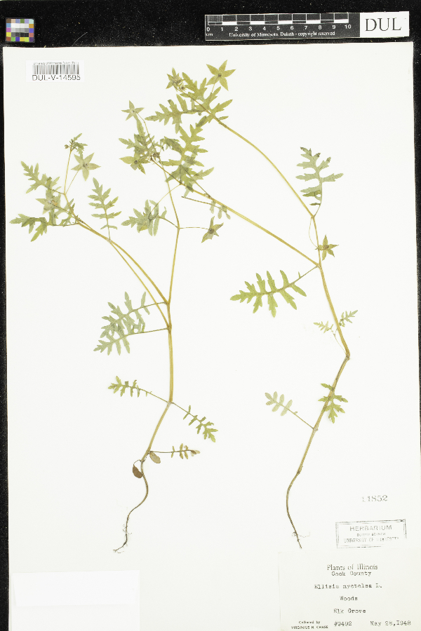 Ellisia nyctelea image