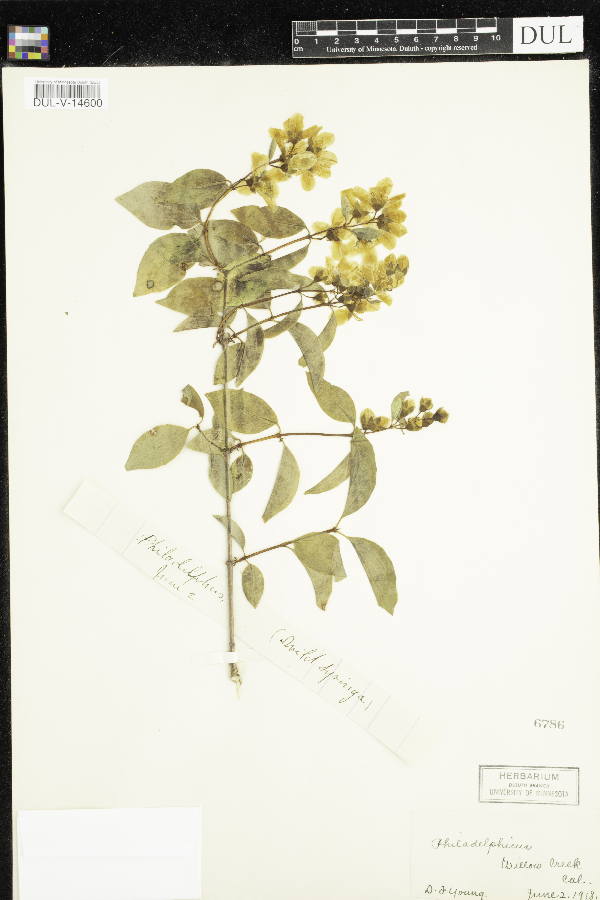 Philadelphus image