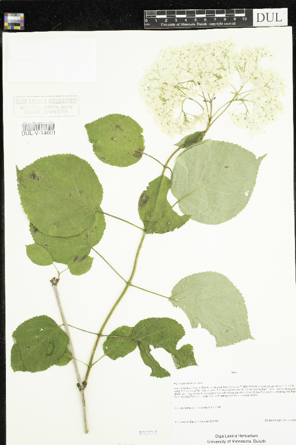 Hydrangea arborescens image