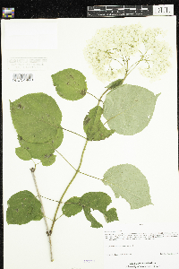 Hydrangea arborescens image