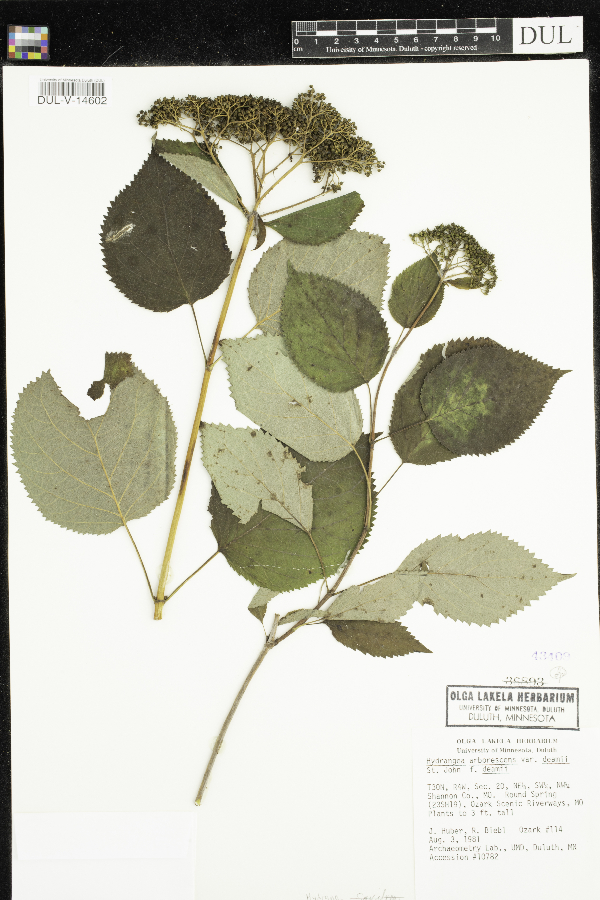Hydrangea cinerea image