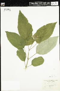 Hydrangea arborescens image