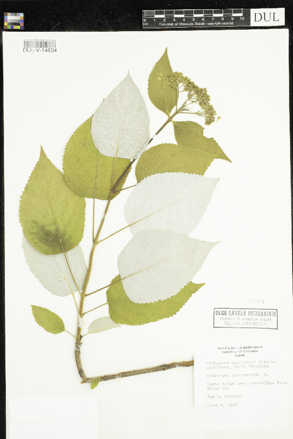 Hydrangea arborescens image