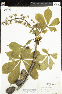 Image of Aesculus hippocastanum