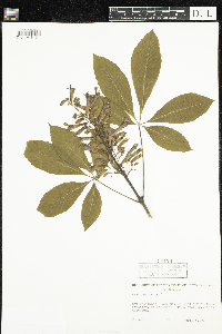 Aesculus pavia image