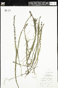 Hippuris vulgaris image