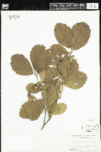 Image of Hamamelis virginiana