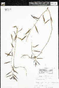 Image of Proserpinaca palustris