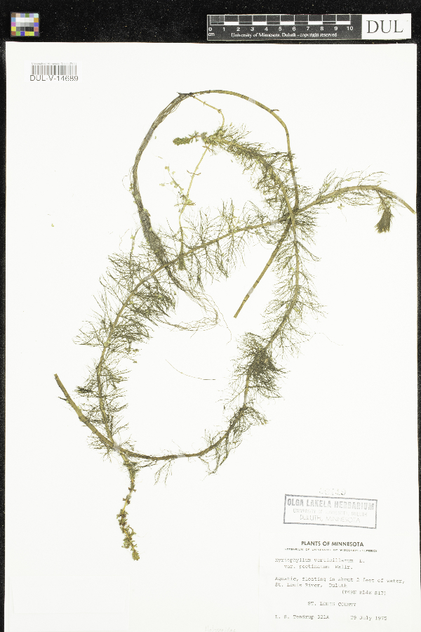 Myriophyllum verticillatum image