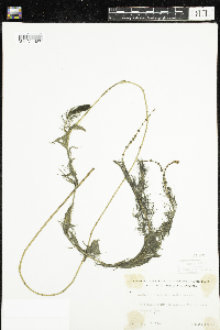 Myriophyllum sibiricum image