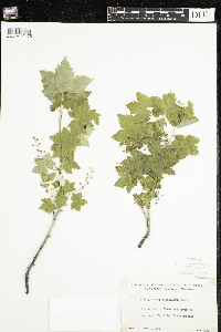 Ribes glandulosum image