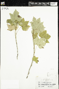 Ribes glandulosum image