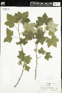 Ribes glandulosum image