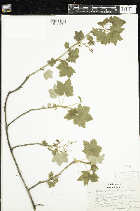 Ribes glandulosum image