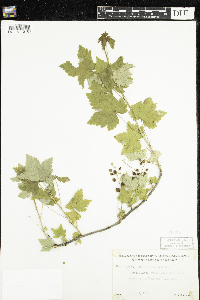 Ribes glandulosum image