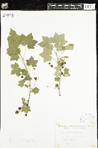 Ribes glandulosum image