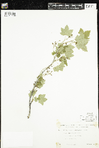 Ribes glandulosum image