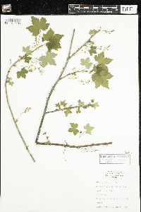 Ribes glandulosum image