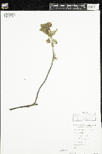 Ribes glandulosum image