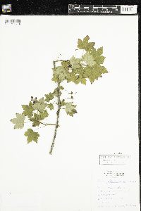 Ribes glandulosum image