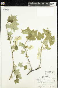 Ribes glandulosum image