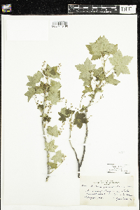 Ribes glandulosum image