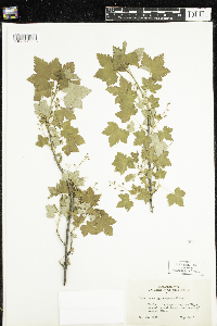 Ribes glandulosum image