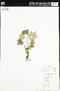 Ribes glandulosum image