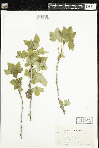 Ribes glandulosum image