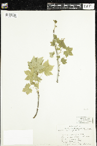 Ribes glandulosum image