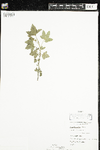 Ribes glandulosum image