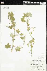 Ribes glandulosum image