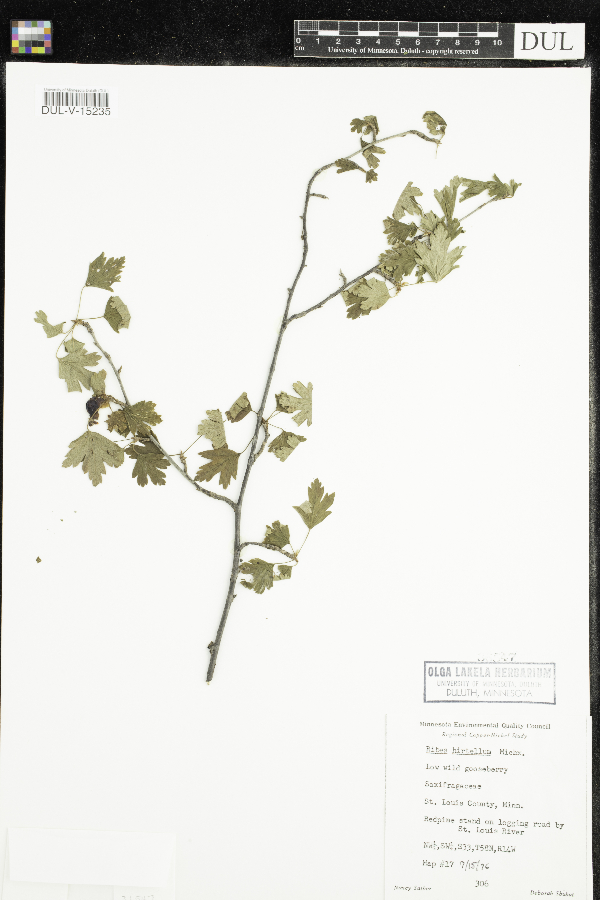 Ribes hirtellum image