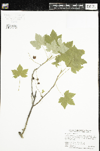 Ribes glandulosum image