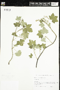 Ribes glandulosum image