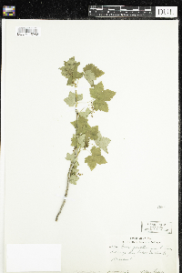 Ribes glandulosum image