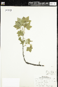 Ribes glandulosum image