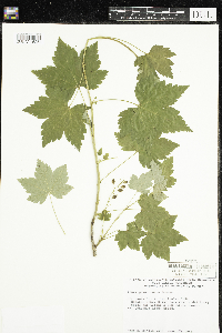 Ribes glandulosum image