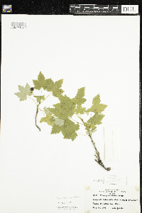 Ribes glandulosum image