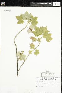 Ribes glandulosum image