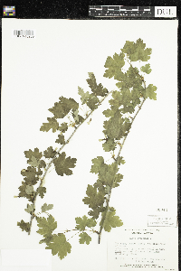 Ribes cynosbati image