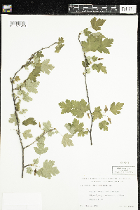 Ribes cynosbati image