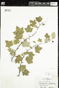 Ribes cynosbati image