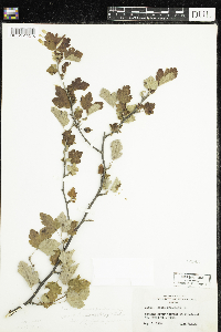 Ribes cynosbati image