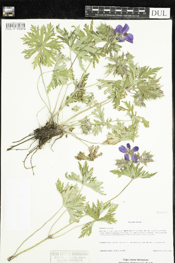 Geranium pratense image